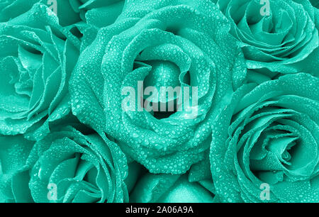 Sfondo floreale di bellissime rose gemme con goccioline di acqua sulla petali in un elegante color menta. Vista dall'alto. Foto Stock