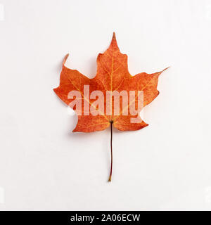 Rosso e arancio Maple Leafs su sfondo bianco Foto Stock