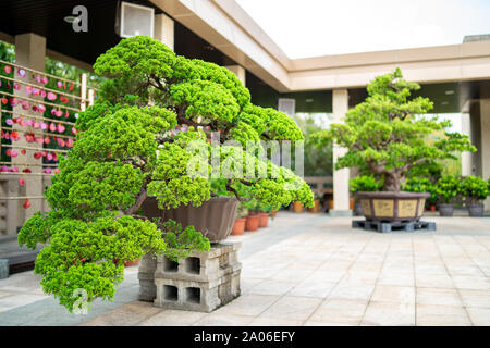 Kaohsiung, Taiwan: grande verde tradizionali alberi di bonsai presso la fo Guang Shan Museo di Buddha Foto Stock