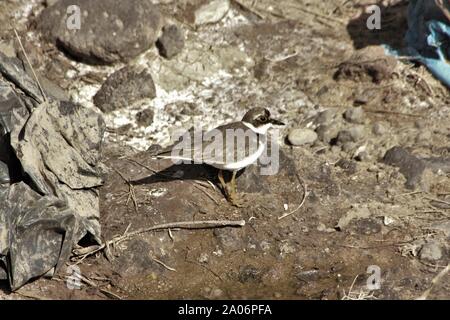 Poco inanellato Plover (Charadrius dubius) al suo inverno quarti vicino a Caleta de Fuste, Fuerteventura, Spagna Foto Stock