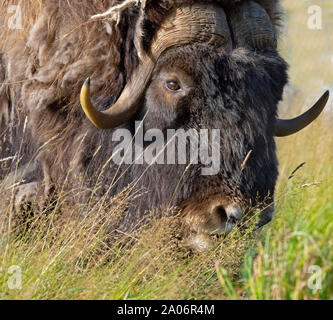 Muskox o Musk-ox Ovibos moschatus Foto Stock