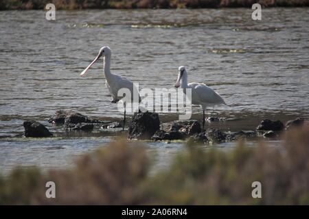 Due spatole eurasiatiche (Platalea leucorodia) in un piccolo lago sull'isola di Lobos, Fuerteventura, Spagna Foto Stock