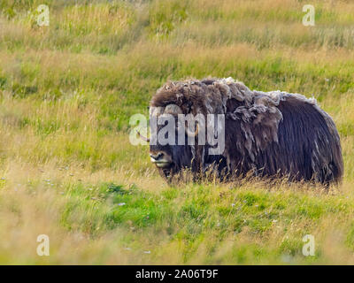 Muskox o Musk-ox Ovibos moschatus Foto Stock