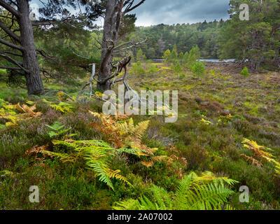 Bracken,heather, betulle e pino silvestre Loch un Eilein Scozia Scotland Foto Stock