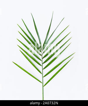 Di foglie di palma è isolato su uno sfondo bianco. Foto Stock