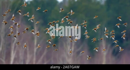 Un grande numero di piccoli uccelli come linnets comune in volo di sincronizzazione durante l'inverno alberi e foresta Foto Stock