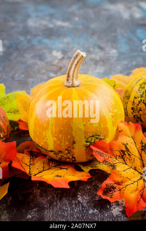 Mini decorativo materie zucche con la caduta di foglie essiccate su calcestruzzo scuro sfondo, autunno del concetto di spazio di copia Foto Stock