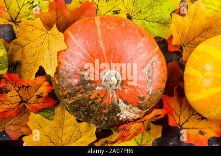 Mini decorativo materie zucche con la caduta di foglie essiccate su calcestruzzo scuro sfondo, autunno del concetto di spazio di copia Foto Stock