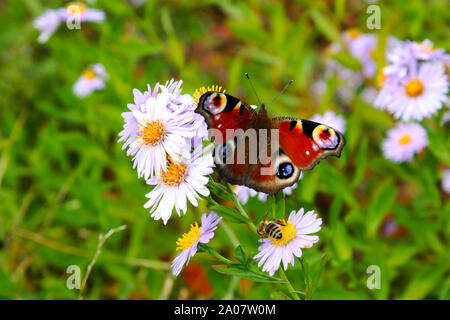 Chamomiles margherite macro nella primavera estate campo e bellissime red butterfly - diurna di peacock occhio con bee- seduto sul fiore. latino - Aglais io, Foto Stock