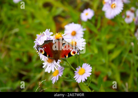 Chamomiles margherite macro nella primavera estate campo e bellissime red butterfly - diurna di peacock occhio con bee- seduto sul fiore. latino - Aglais io, Foto Stock