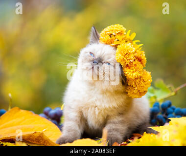 Ritratto di un gattino all'aperto in giardino d'autunno. Cat incoronato flower coroncina seduto su caduto foglie di giallo Foto Stock