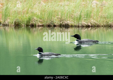 Nord America; Stati Uniti; Alaska; molla; fauna; uccelli; gli uccelli acquatici; Comune Loon; Gavia immer. Foto Stock