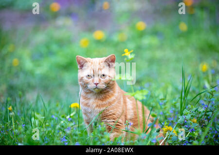 Divertente cucciolo rosso si siede su un prato verde su un estate giornata di sole Foto Stock