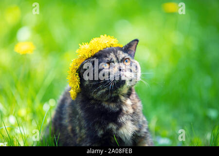 Splendido piccolo tartaruga gattino coronato una ghirlanda di fiori di dente di leone seduto sull'erba in un giardino estivo Foto Stock