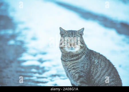 Carino tabby cat siede su un campo nevoso in inverno Foto Stock