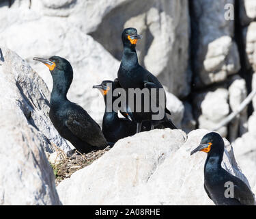 Cape cormorano o Cape Shag (Phalacrocorax capensis) Punto pietroso Riserva Naturale, Betty's Bay, Western Cape, Sud Africa. Vicino a minacciato endemico sp Foto Stock