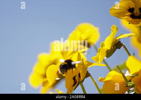 Bumble Bee battenti su giallo Pansy Fiori con cielo blu su sfondo estati soleggiate giorno Foto Stock