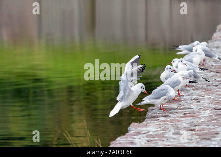 Red fatturati gull lo sbarco in Ozero Kultuchnoye lago in Petropavlovsk-Kamchatskiy, Russia. Foto Stock