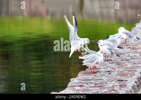 Red fatturati gull lo sbarco in Ozero Kultuchnoye lago in Petropavlovsk-Kamchatskiy, Russia. Foto Stock