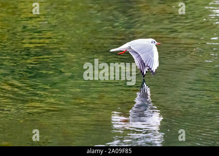 Red fatturati gull battenti toccando l'acqua con la sua ala sulla Ozero Kultuchnoye lago in Petropavlovsk-Kamchatskiy, Russia. Foto Stock