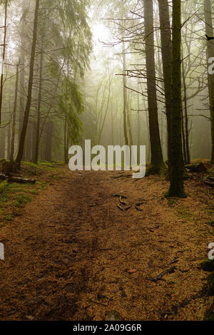 Misty Glencoe Lochan sentieri a piedi in Scozia, Highlands scozzesi Foto Stock