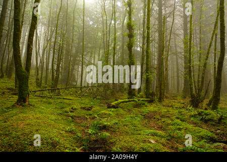 Misty Glencoe Lochan sentieri a piedi in Scozia, Highlands scozzesi Foto Stock