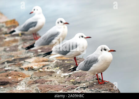 Quattro Red fatturati gabbiani nel Ozero Kultuchnoye lago in Petropavlovsk-Kamchatskiy, Russia. Foto Stock