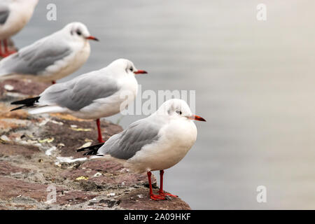 Rosso gabbiano fatturati nel Ozero Kultuchnoye lago in Petropavlovsk-Kamchatskiy, Russia. Foto Stock