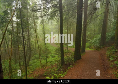 Misty Glencoe Lochan sentieri a piedi in Scozia, Highlands scozzesi Foto Stock