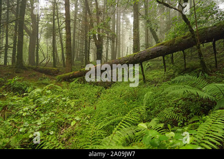 Misty Glencoe Lochan sentieri a piedi in Scozia, Highlands scozzesi Foto Stock