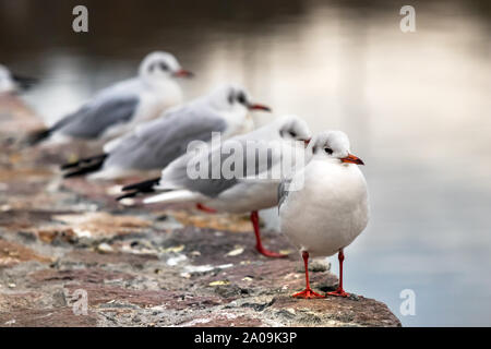 Quattro Red fatturati gabbiani nel Ozero Kultuchnoye lago in Petropavlovsk-Kamchatskiy, Russia. Foto Stock