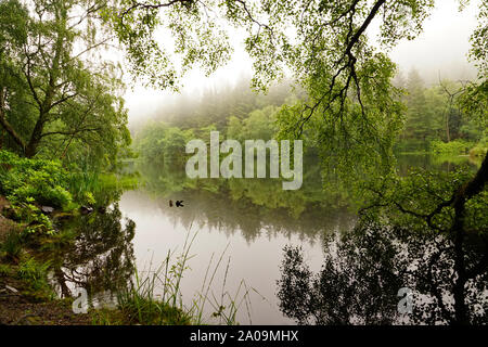 Misty Glencoe Lochan sentieri a piedi in Scozia, Highlands scozzesi Foto Stock