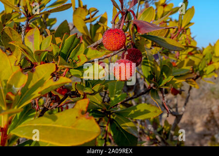 Corbezzolo (Arbutus unedo) sul sentiero Bruzzi prese in estate nel tardo pomeriggio, Corsica, Francia Foto Stock