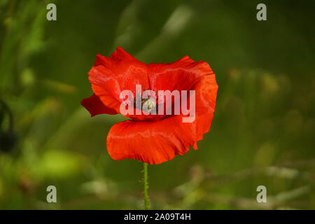 Millefiori colorato, colorato di fiori selvaggi, sfondo verde, rosso papavero, fiore in fiore, Papaver rhoeas Foto Stock