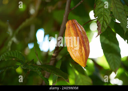 Cacao agriturismo agricoltura tema. Uno giallo pod di cacao vista ravvicinata Foto Stock