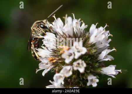 Maschio solco comune bee, Kent, Regno Unito. Foto Stock
