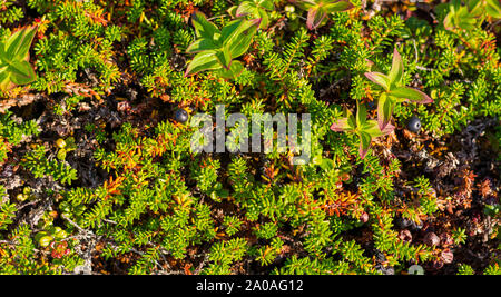 Sfondo di crowberry canneti in foglie di conifere bacche. Le piccole bacche nere nelle foglie che assomigliano a degli aghi. Pianta medicinale della regione di Murmansk. B Foto Stock