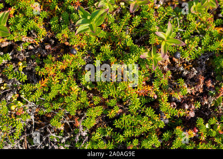 Sfondo di crowberry canneti in foglie di conifere bacche. Le piccole bacche nere nelle foglie che assomigliano a degli aghi. Pianta medicinale della regione di Murmansk. B Foto Stock