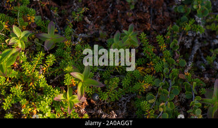 Sfondo di crowberry canneti in foglie di conifere bacche. Le piccole bacche nere nelle foglie che assomigliano a degli aghi. Pianta medicinale della regione di Murmansk. B Foto Stock