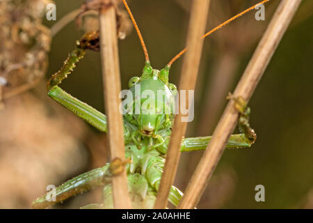 Maschio grande macchia verde-cricket (Tettigonia viridissima), Cambridgeshire, Inghilterra Foto Stock