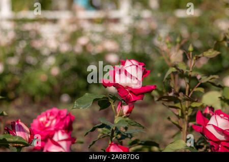 Giardino delle Rose con vari rose (red rose, rosa gialla, rosa bianca, rosa rosa, viola, rosa, arancione rosa, rosso rosa bianca), fiori colorati Foto Stock