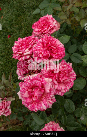 Giardino delle Rose con vari rose (red rose, rosa gialla, rosa bianca, rosa rosa, viola, rosa, arancione rosa, rosso rosa bianca), fiori colorati Foto Stock