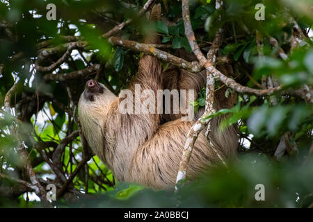 Grande Hoffmann per le due dita bradipo (Choloepus hoffmanni) appesi a un ramo di albero immagine presa nella foresta pluviale di Panama Foto Stock