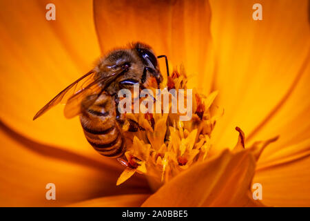 Bee alimentazione su un fiore di arancia Foto Stock