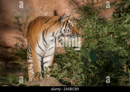 Tigre Siberiana in piedi sotto la luce diretta del sole e in cerca di preda Foto Stock