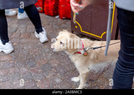 Triste cane beige Golden Retriever con grandi occhi su un guinzaglio tra la gente per strada Foto Stock