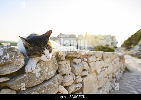 Un bellissimo gatto bianco con una testa grigia è in posa su un muro di pietra di fronte al villaggio di Bonifacio durante un tramonto mozzafiato. Bonifacio, Corsica. Foto Stock