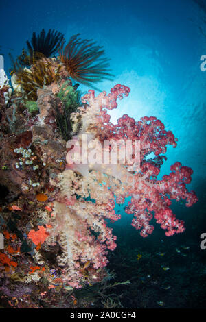 Colorati coralli molli prosperano su una barriera corallina in Raja Ampat, Indonesia. Questa regione tropicale è noto per la sua incredibile biodiversità marina. Foto Stock