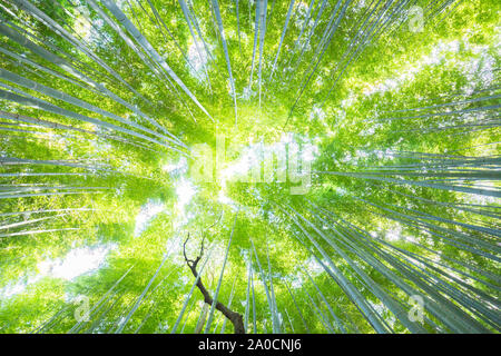 La lussureggiante vegetazione nella famosa località turistica Foresta di Bamboo, Kyoto, Giappone. Foto Stock