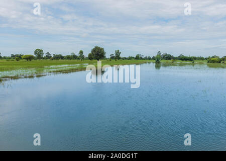 Danni causati da inondazioni e il temporale di verde risone campo in Thailandia. Foto Stock